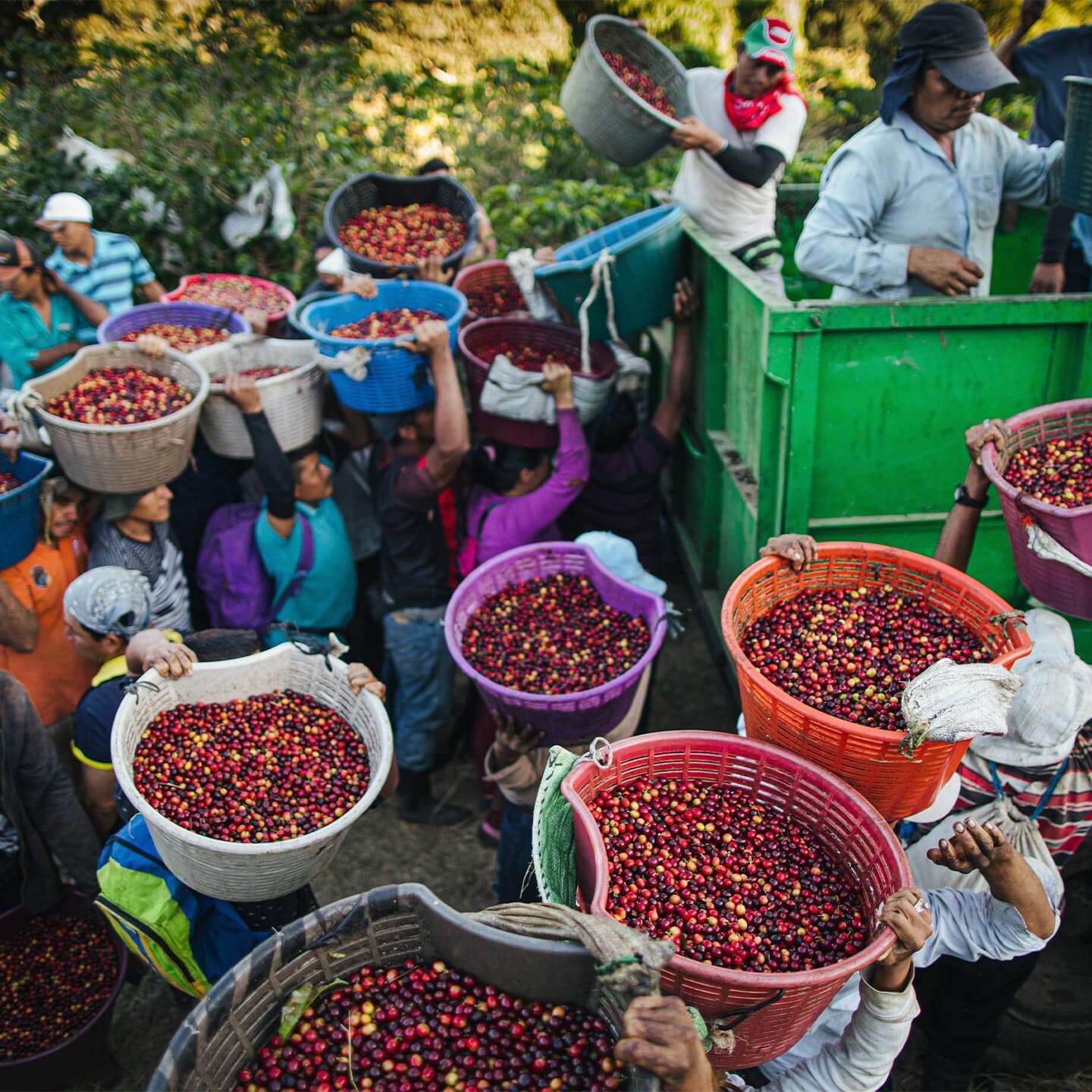 Starbucks environmental goals for farms