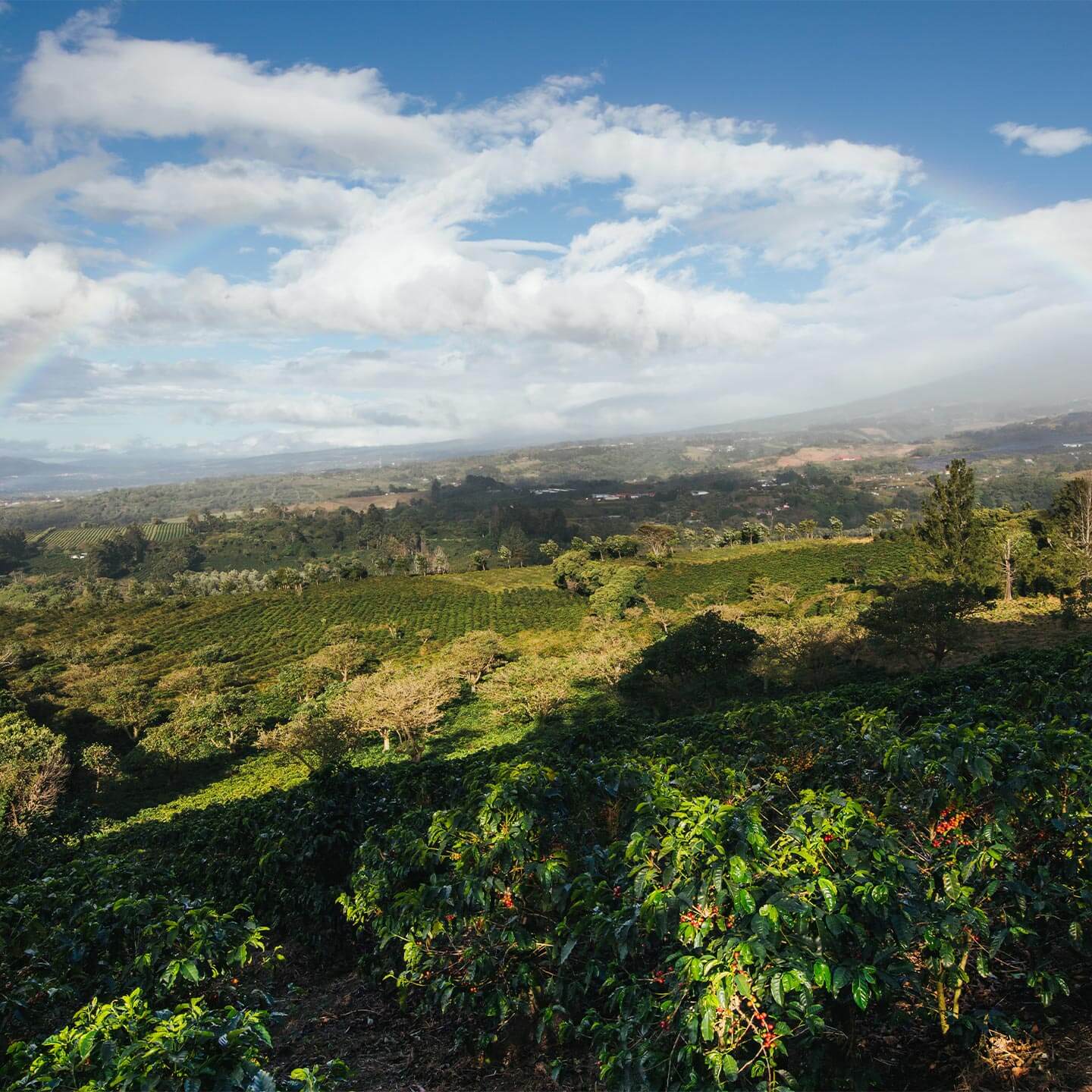 Ethically sourced coffee